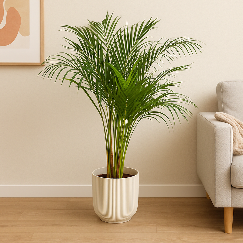 Areca palm | Elho Vibes Fold Round