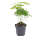 Asparagus Setaceuse Plumosus Terrarium