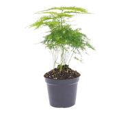 Asparagus Setaceuse Plumosus Terrarium