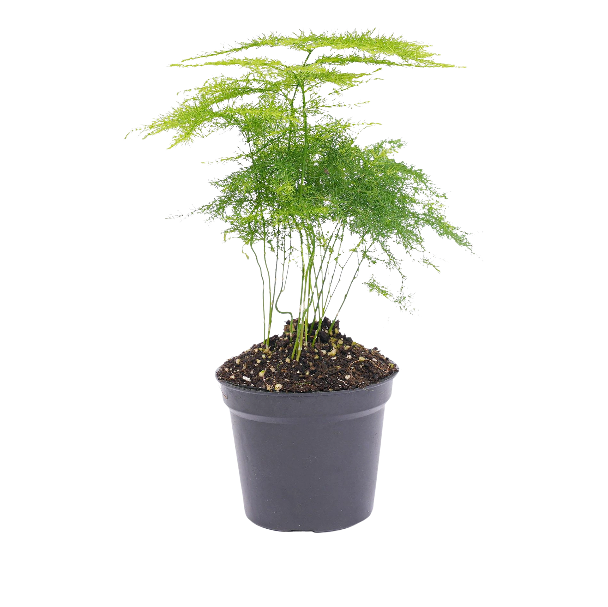 Asparagus Setaceuse Plumosus Terrarium