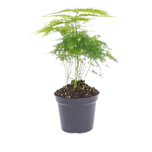 Asparagus Setaceuse Plumosus Terrarium