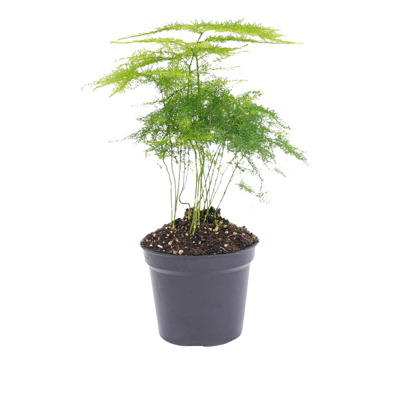 Asparagus Setaceuse Plumosus Terrarium