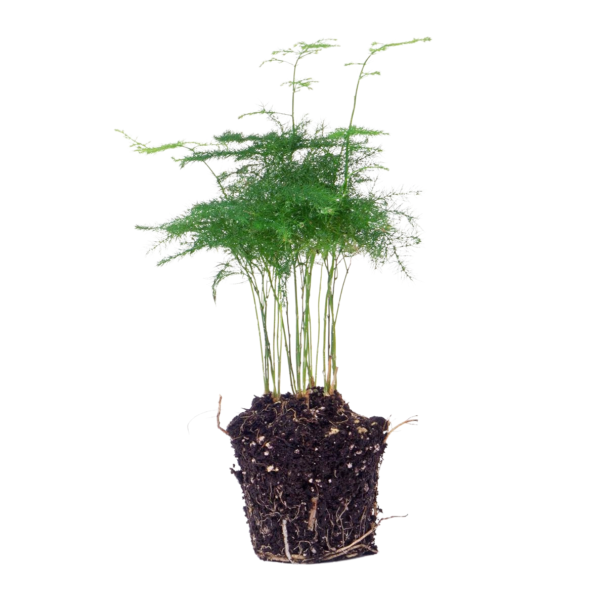 Asparagus Setaceuse Plumosus Terrarium