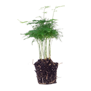 Asparagus Setaceuse Plumosus Terrarium