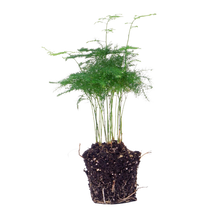 Asparagus Setaceuse Plumosus Terrarium