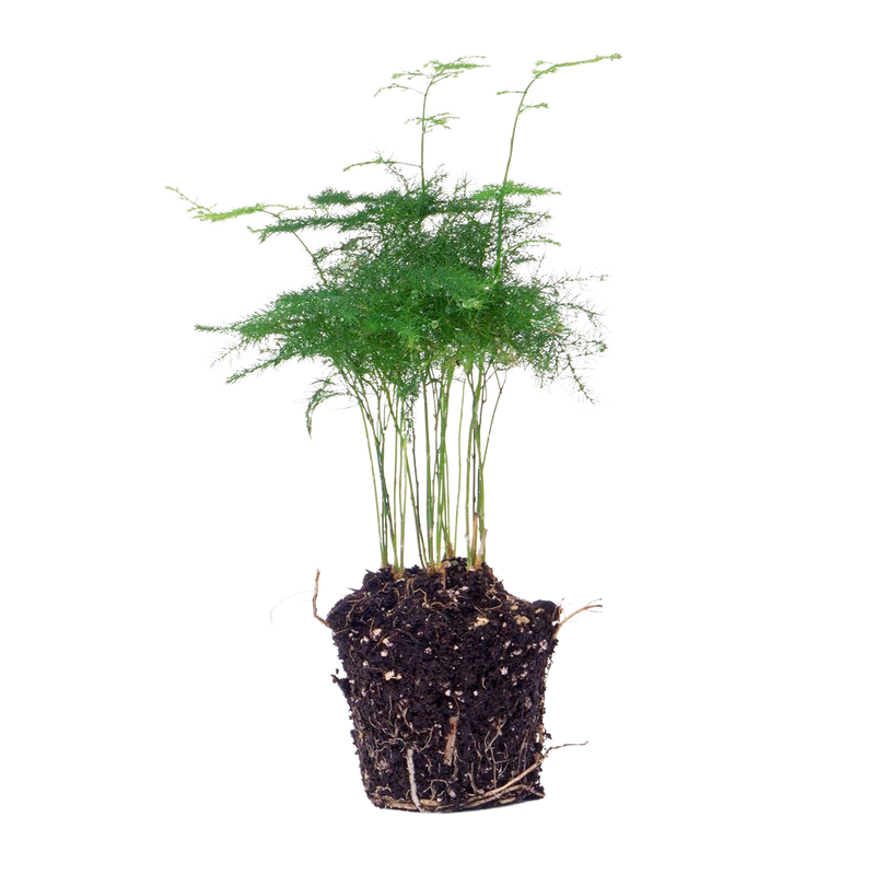 Asparagus Setaceuse Plumosus Terrarium