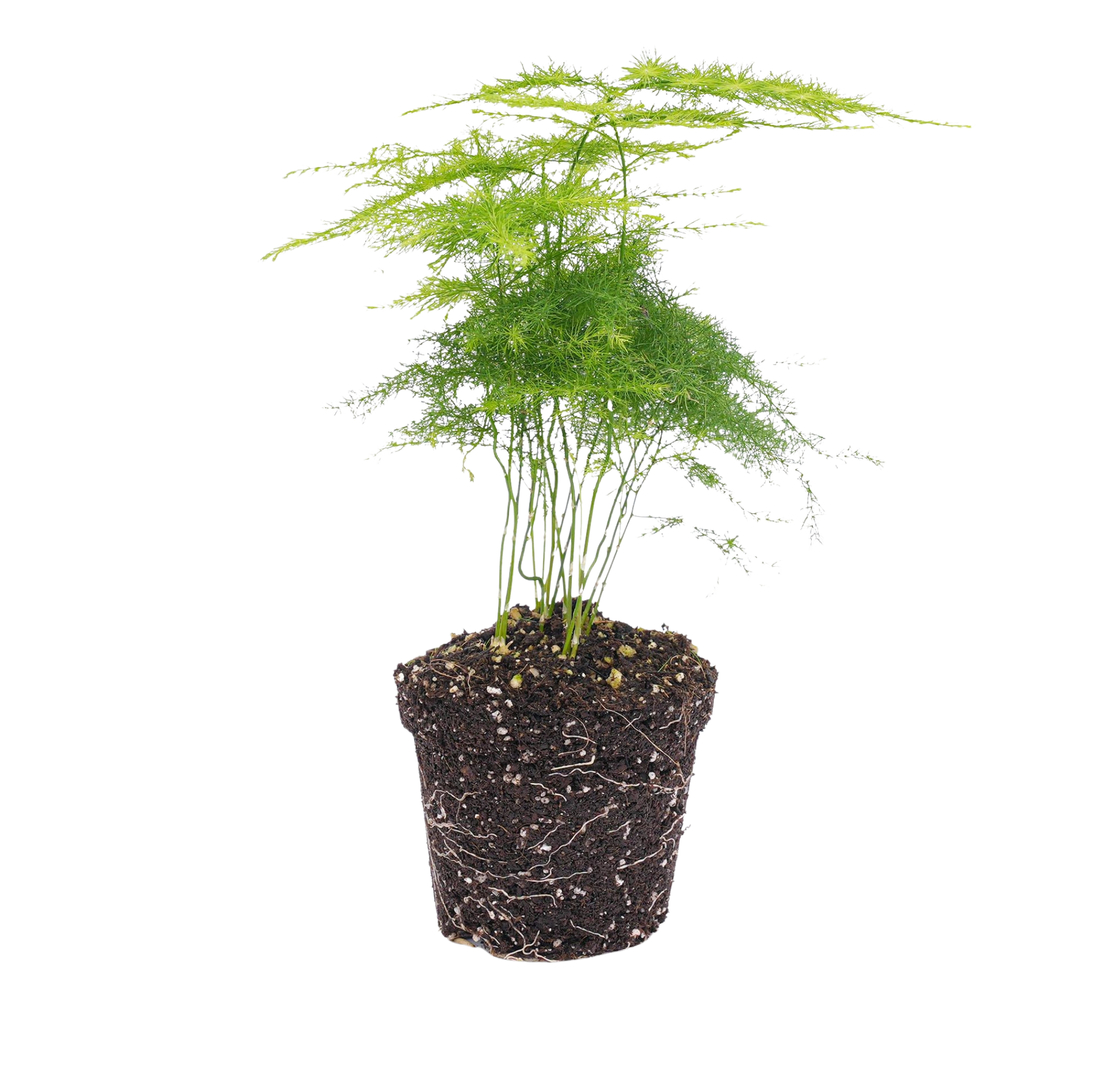 Asparagus Setaceuse Plumosus Terrarium