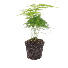 Asparagus Setaceuse Plumosus Terrarium