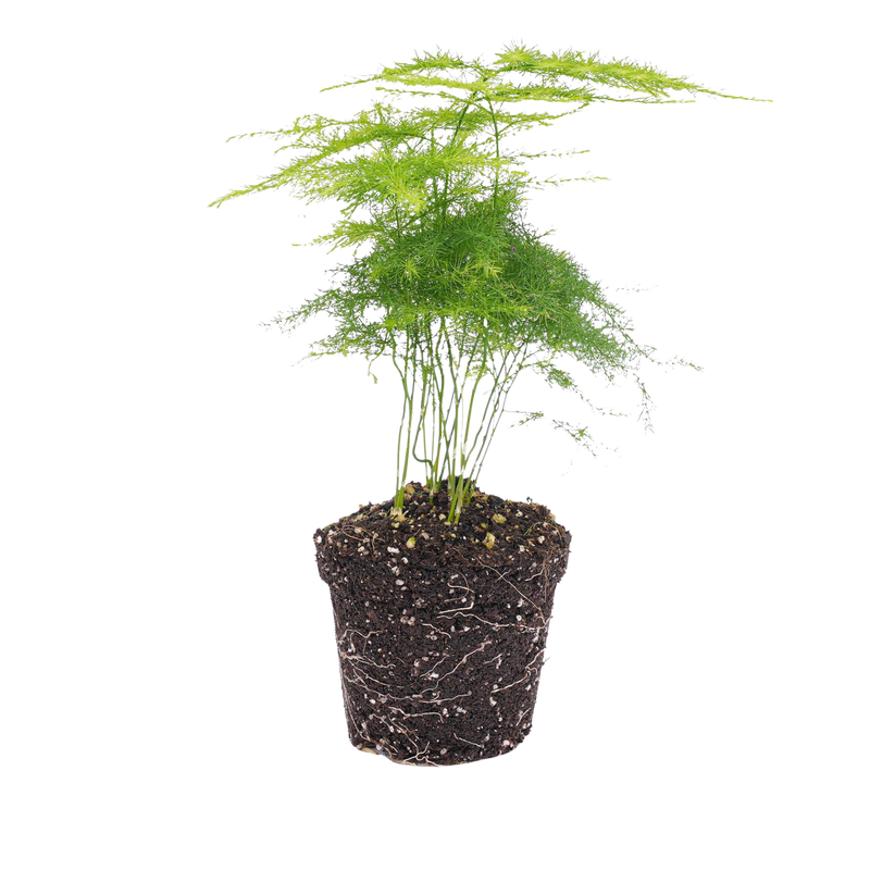 Asparagus Setaceuse Plumosus Terrarium