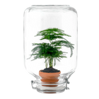 Asparagus – Easyplant Jar