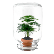 Asparagus – Easyplant Jar