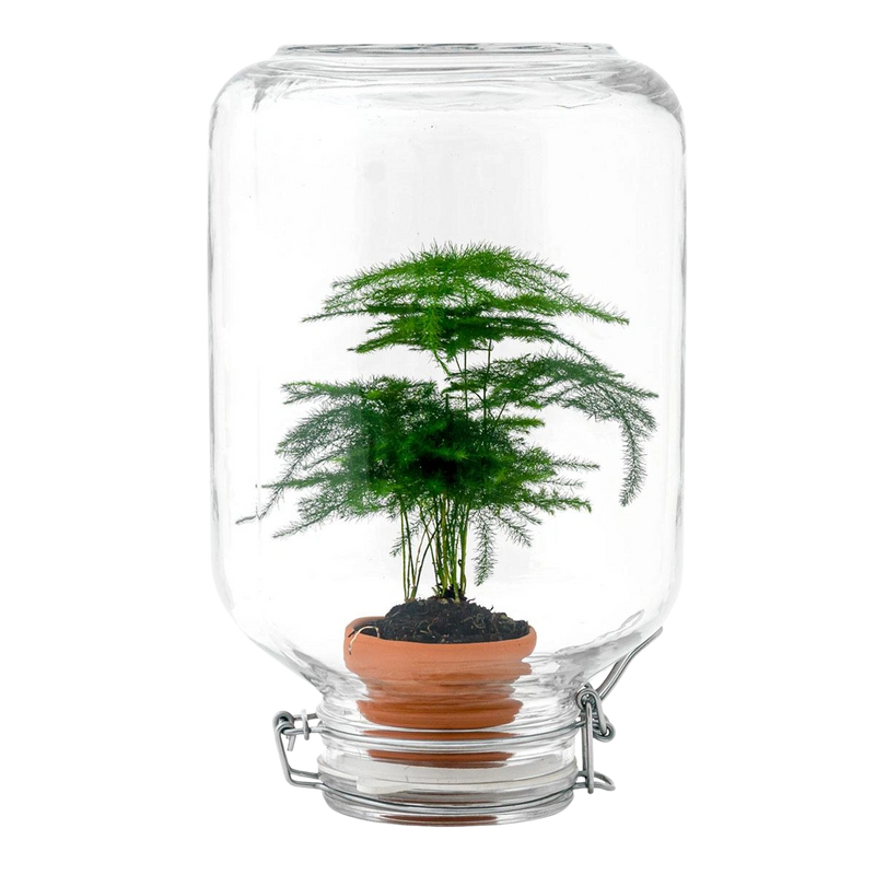 Asparagus – Easyplant Jar