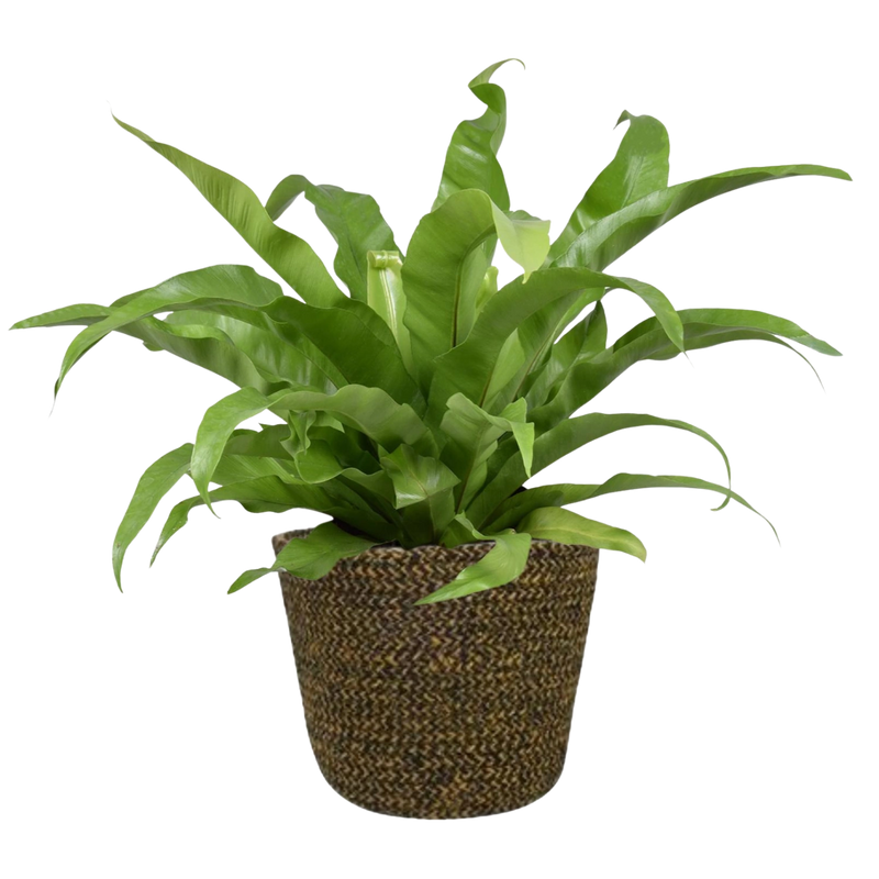 Asplenium Antiquum – kamerplant met Selin pot