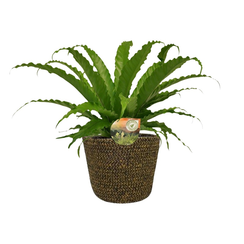 Asplenium Osaka + Selin Pot