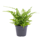 Athyrium spicatum Varen
