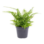 Athyrium spicatum Varen Everspring