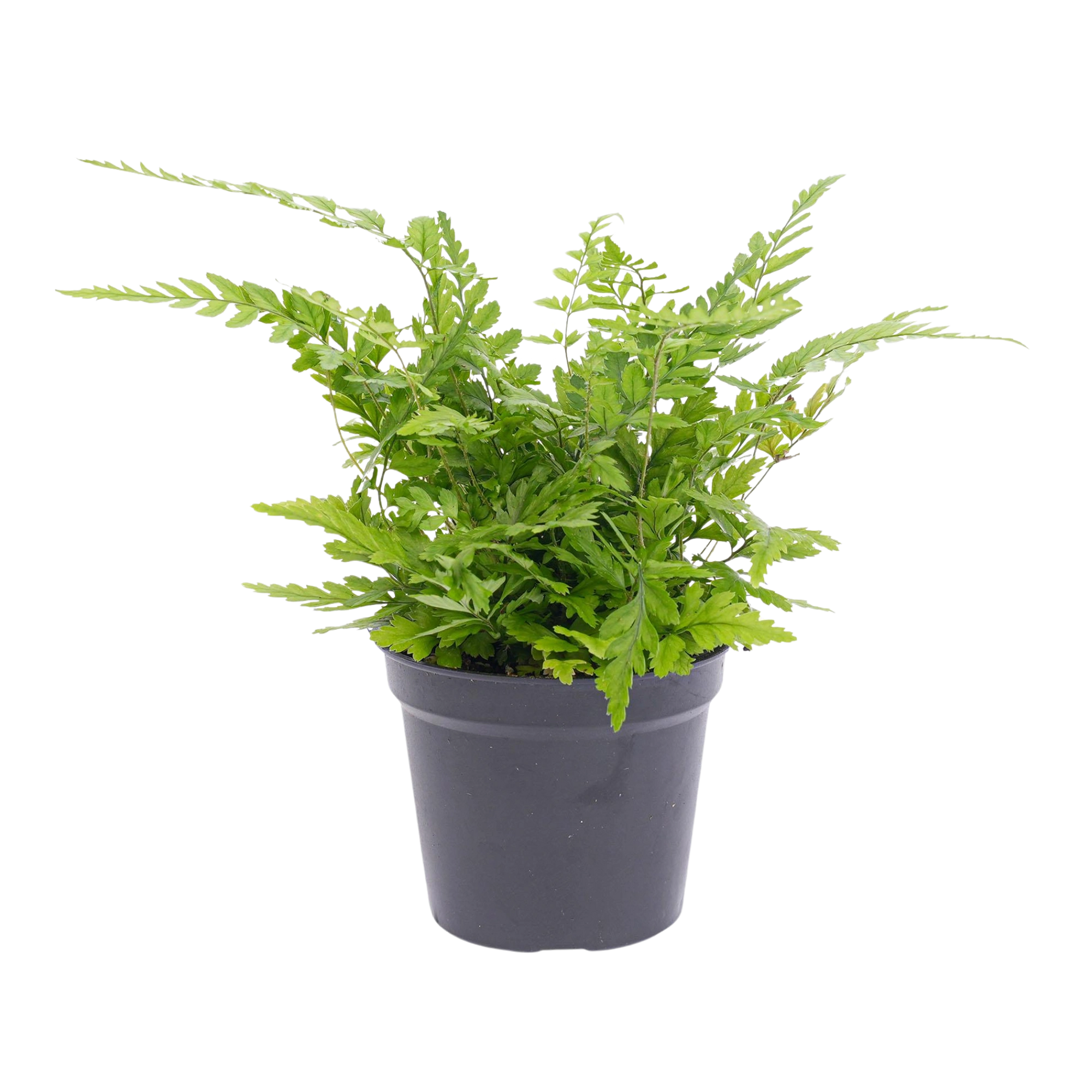 Athyrium spicatum Varen