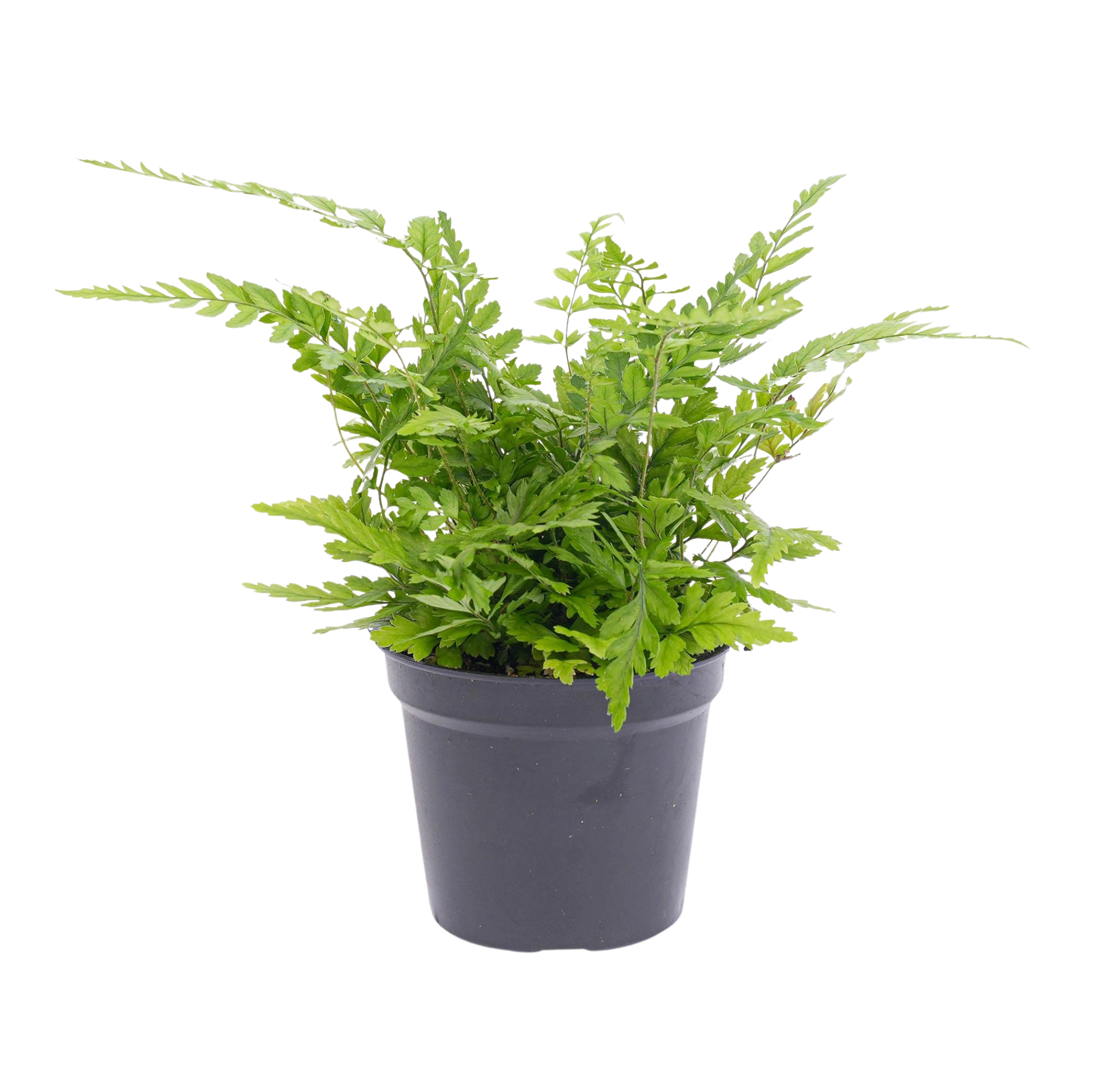Athyrium spicatum Varen