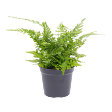 Athyrium spicatum Varen