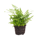 Athyrium spicatum Varen