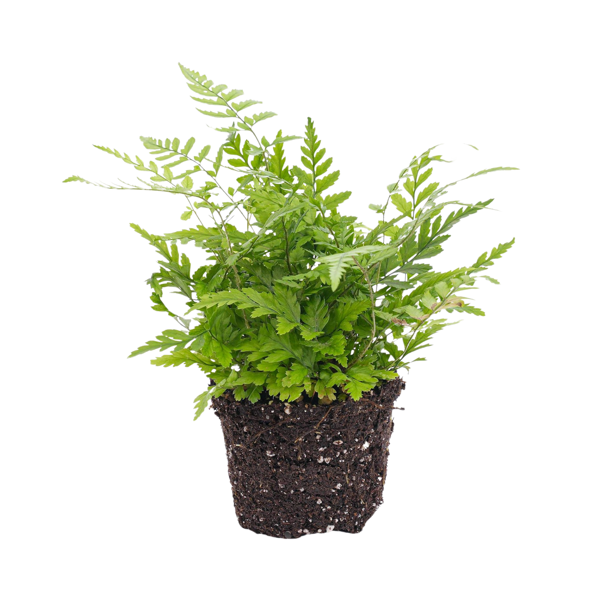 Athyrium spicatum Varen