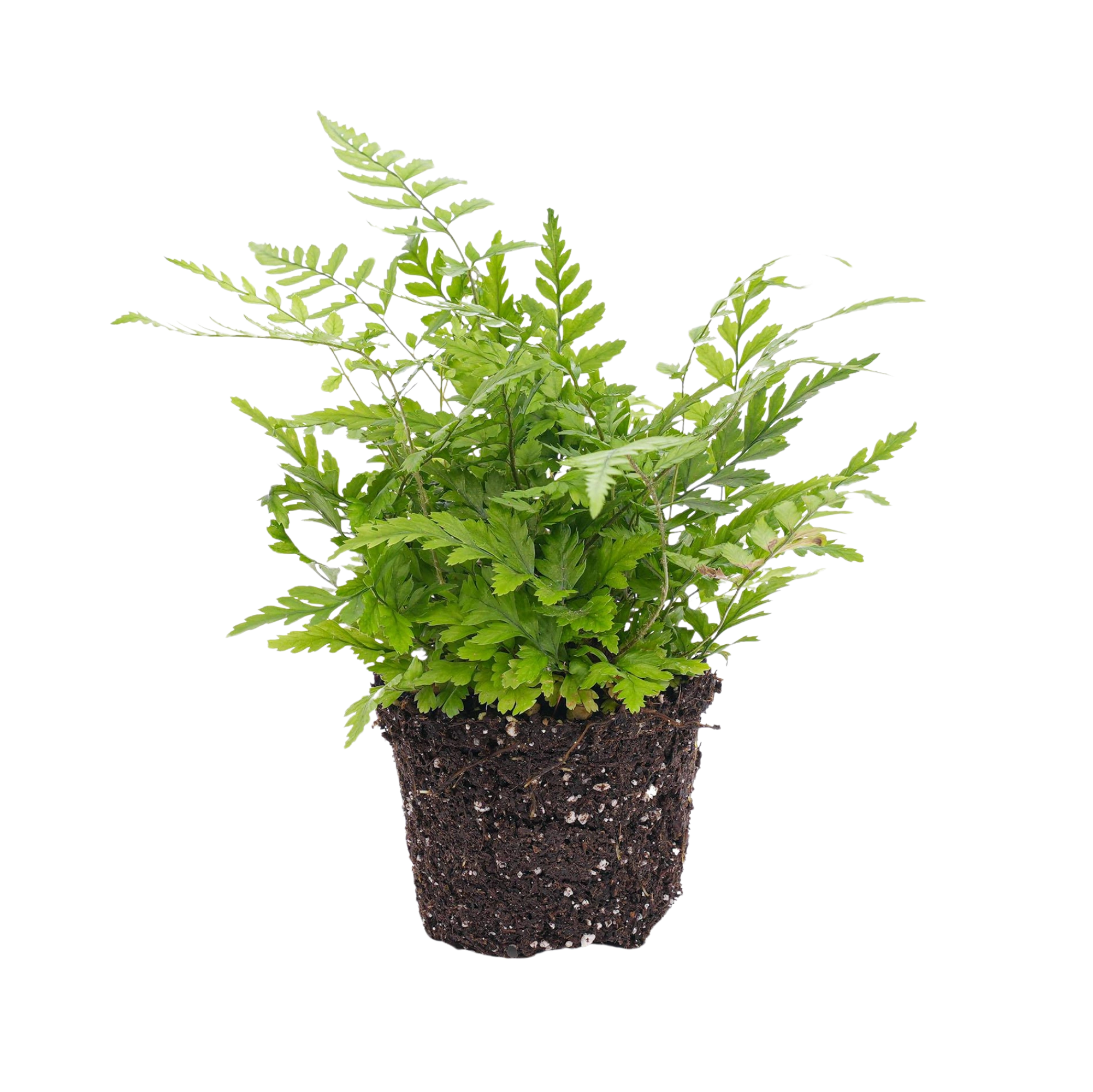 Athyrium spicatum Varen