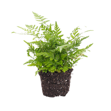 Athyrium spicatum Varen