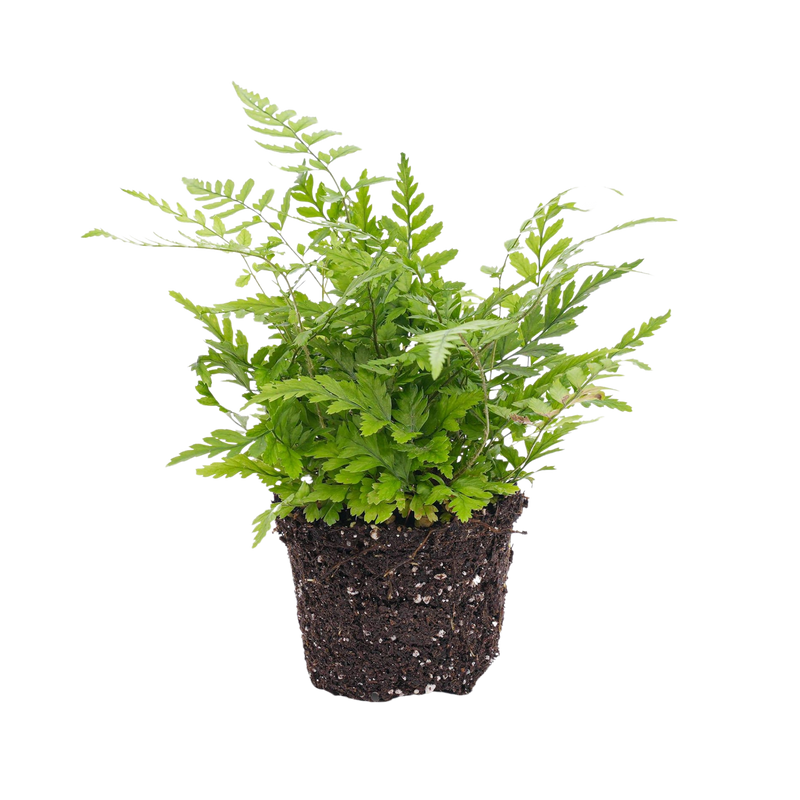 Athyrium spicatum Varen
