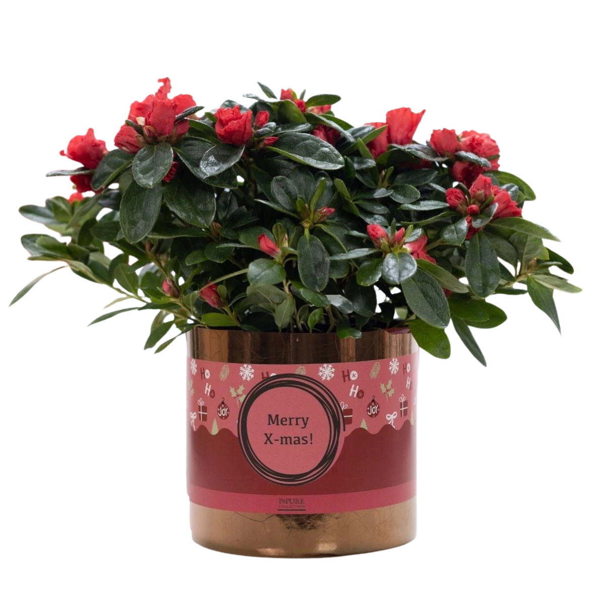 Azalea Red in P&PURE Ceramics Goldbronze