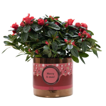 Azalea Red in P&PURE Ceramics Goldbronze