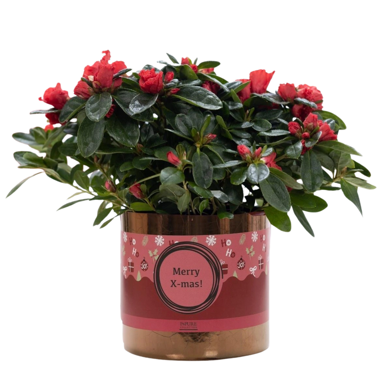 Azalea Red in P&PURE Ceramics Goldbronze