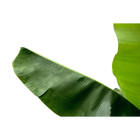Bananenplant (Musa)