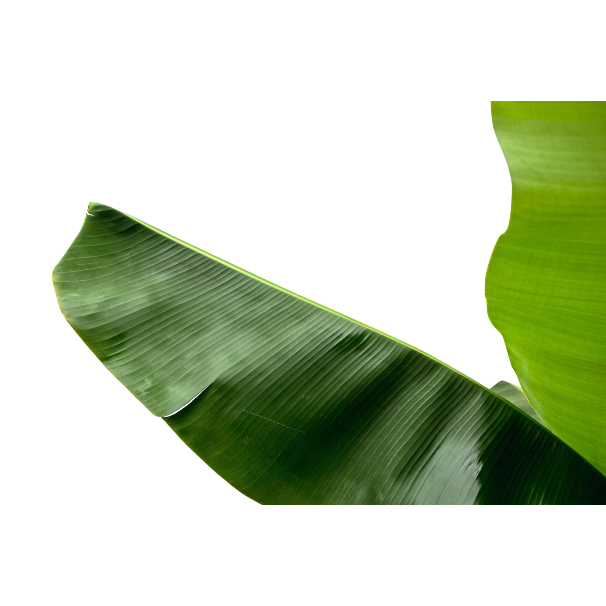 Bananenplant (Musa)