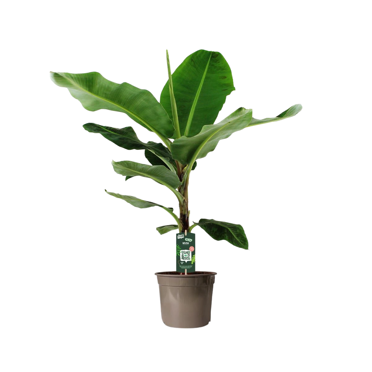 Bananenplant (Musa)