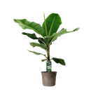 Bananenplant (Musa)