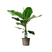 Bananenplant (Musa)