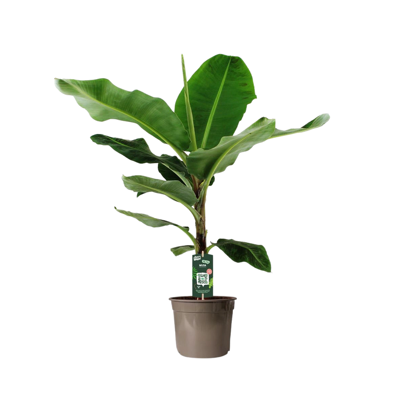 Bananenplant (Musa)