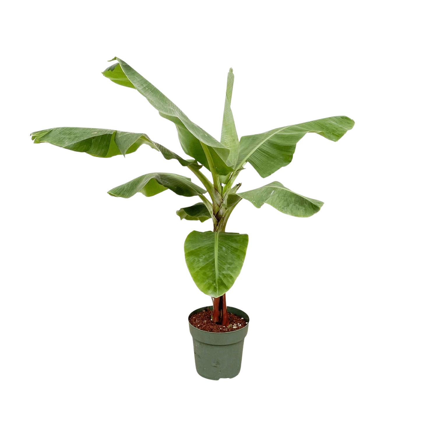 Bananenplant (Musa)