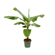 Bananenplant (Musa)