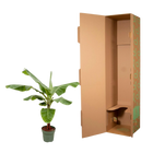 Bananenplant (Musa)