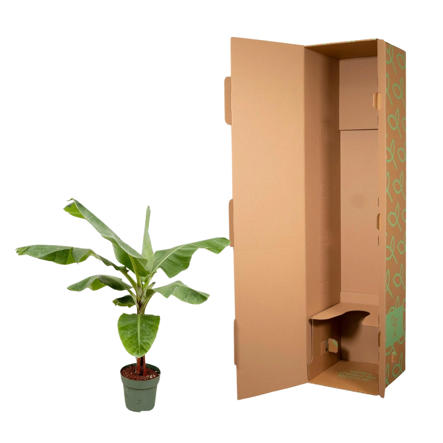 Bananenplant (Musa)