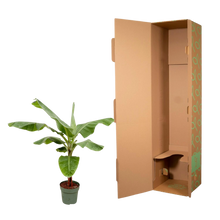 Bananenplant (Musa)