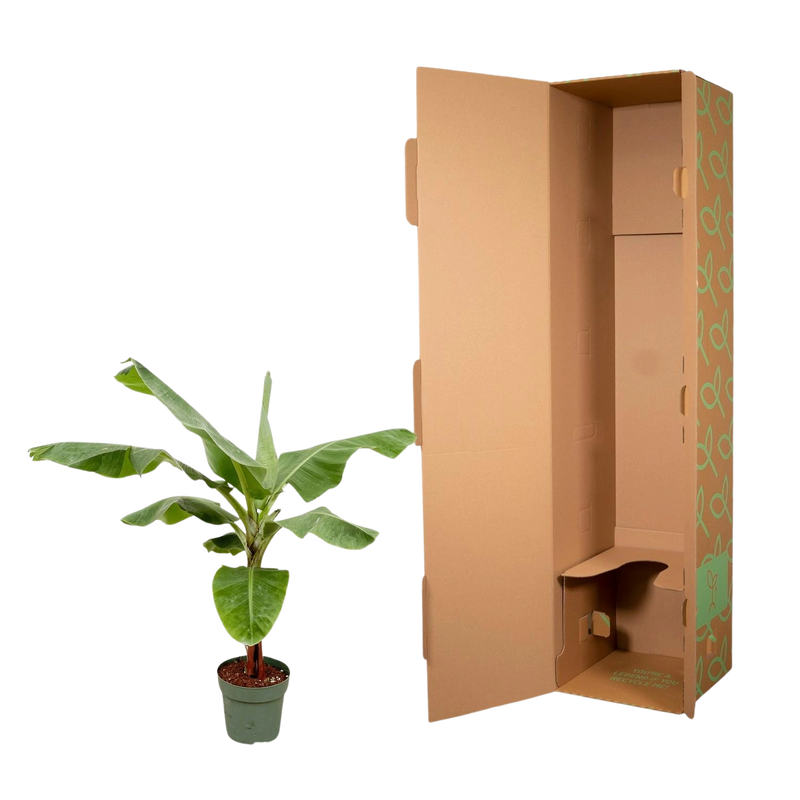 Bananenplant (Musa)