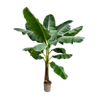 Bananenplant (Musa)