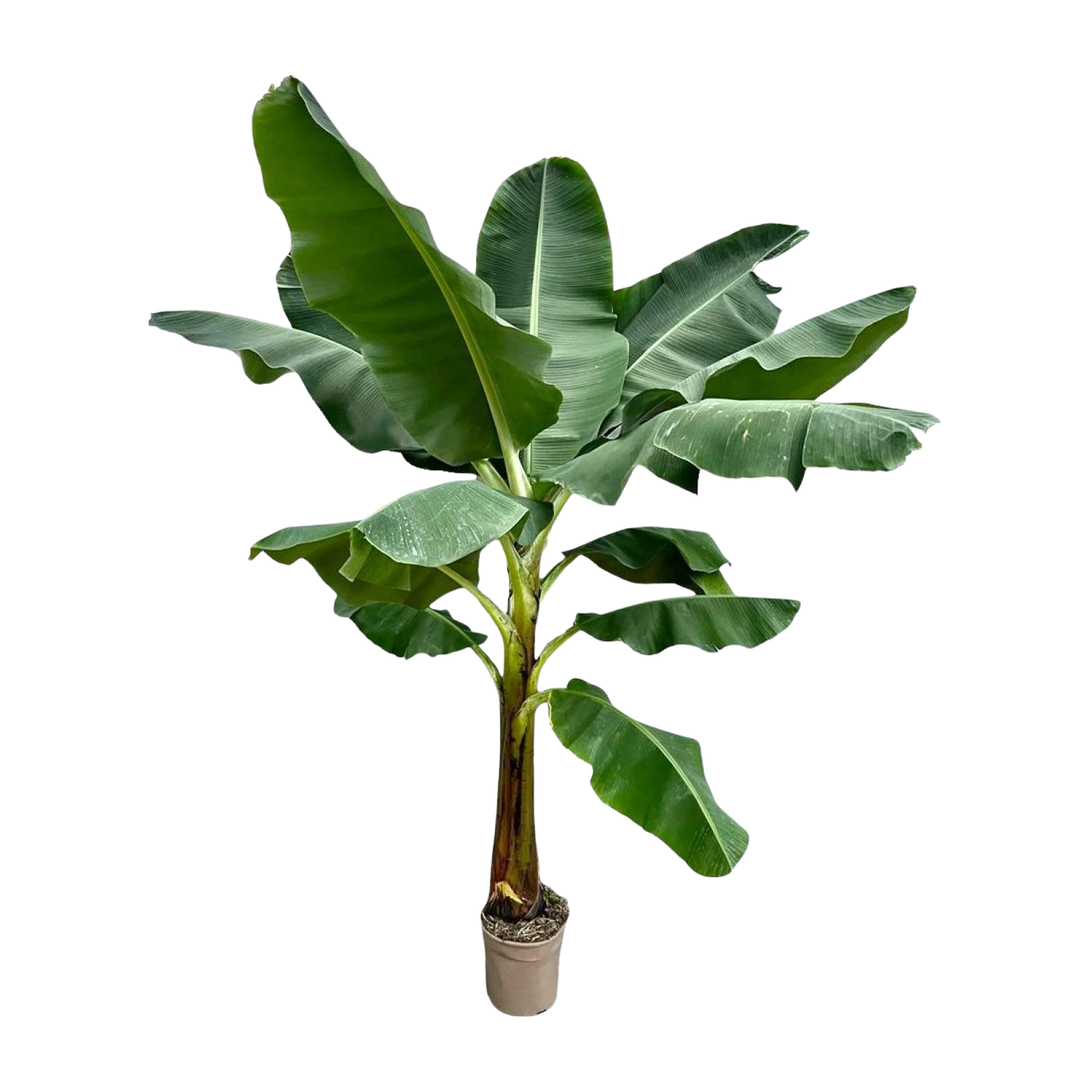 Bananenplant (Musa)