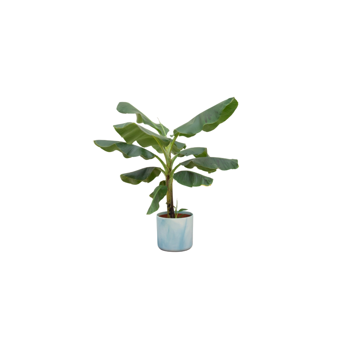 Bananenplant (Musa) inclusief elho Ocean Round – Atlantisch Blauw
