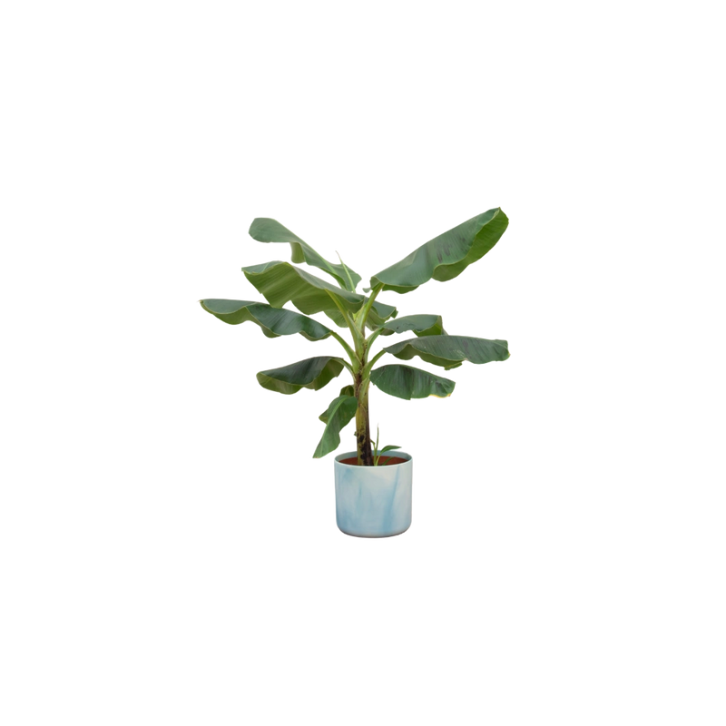 Bananenplant (Musa) inclusief elho Ocean Round – Atlantisch Blauw