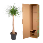 Beaucarnea stam
