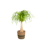 Beaucarnea Recurvata stam met mand