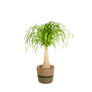 Beaucarnea Recurvata stam met mand Everspring